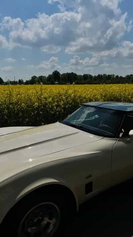 Corvette C3 07/1980-photo-8