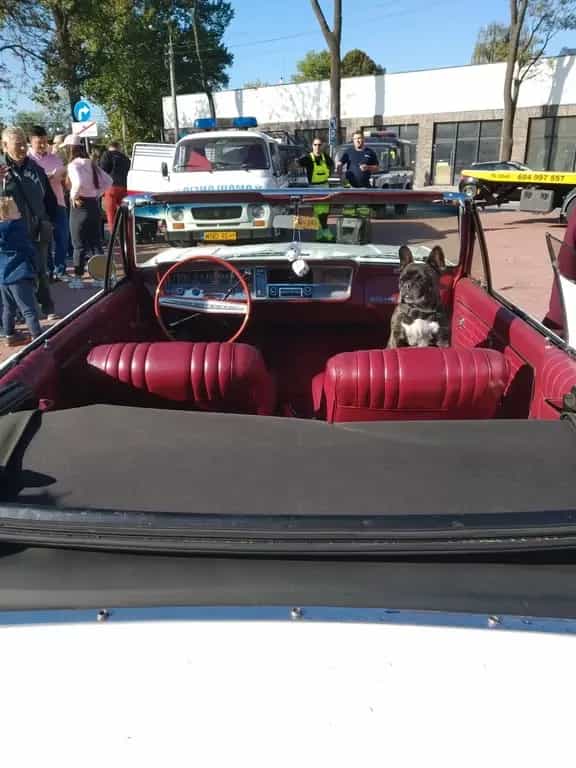 Buick Skylark Convertible V8 11/1964-photo-8